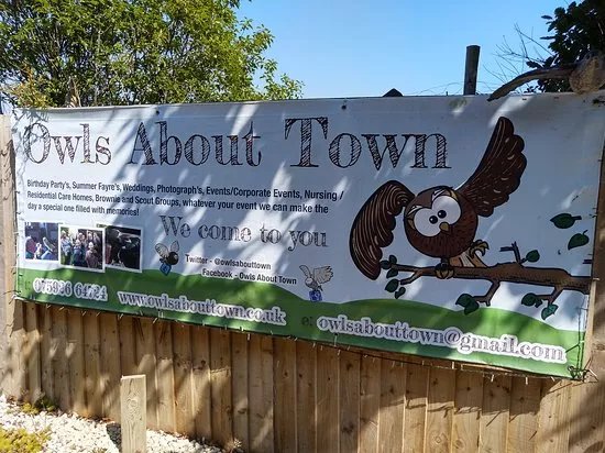Owls about Town