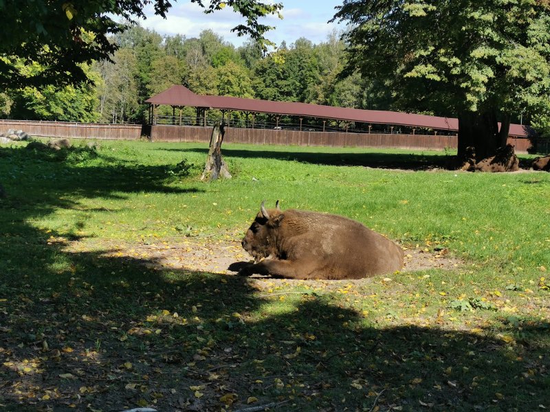 European Bison Reservation