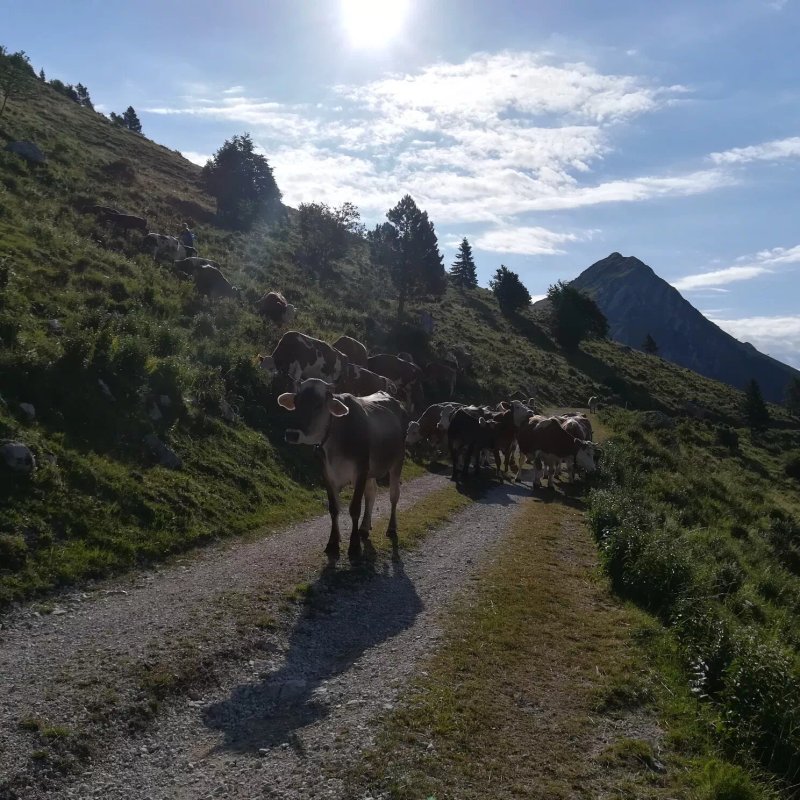Agriturismo Malga Confin