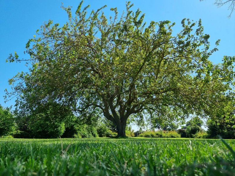 Tenuta DonnAnna