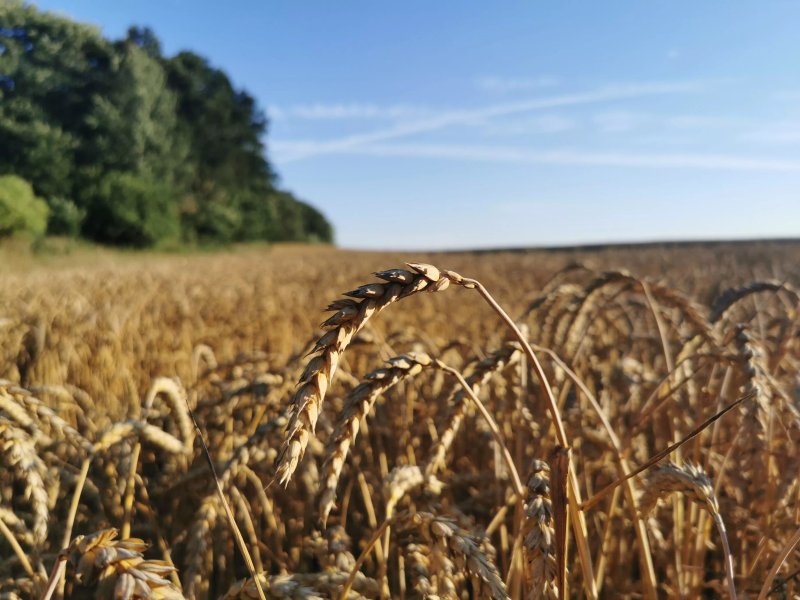 Pałac Wielka Wieś - Pałac pod Dębem