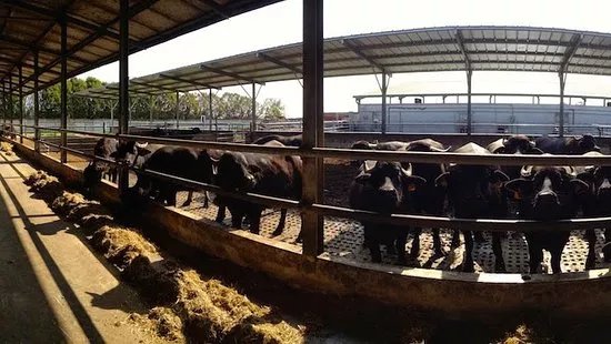 Bufalapiu - Azienda Agricola Gorbani