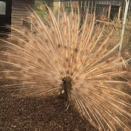 Peacocks Uk