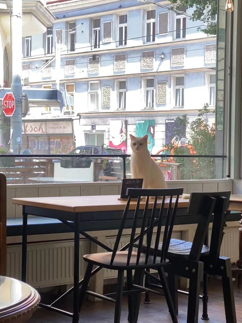 Barista Cats - Erstes Soziales Katzencafe In Wien