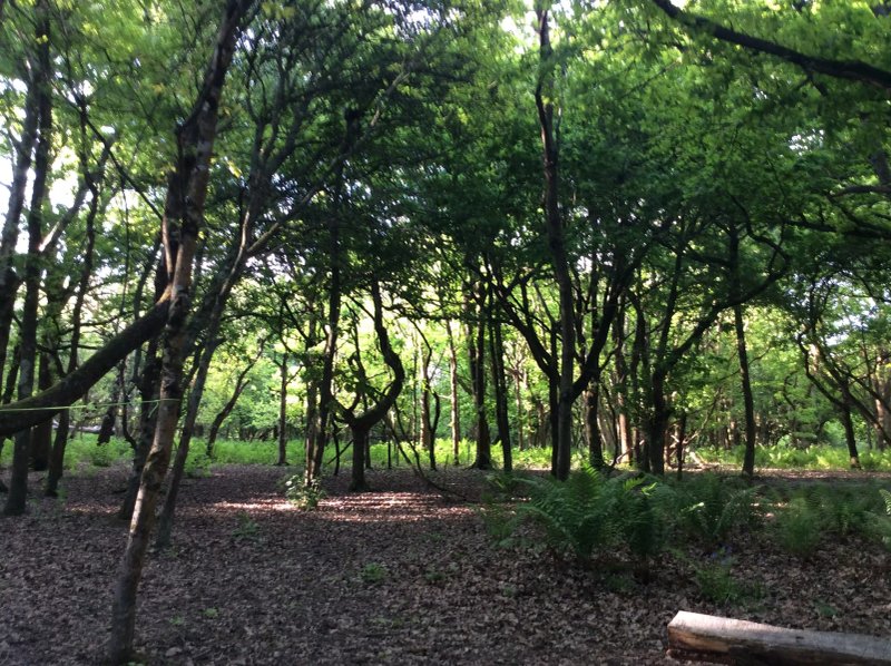 Wyld Wood