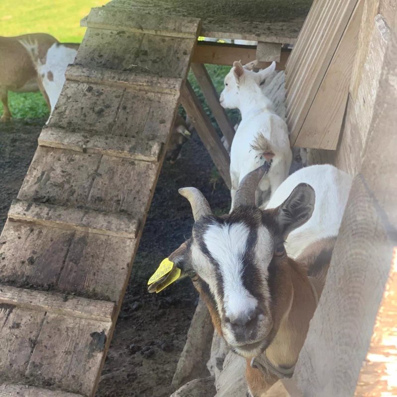 La Ferme Des Vonezins