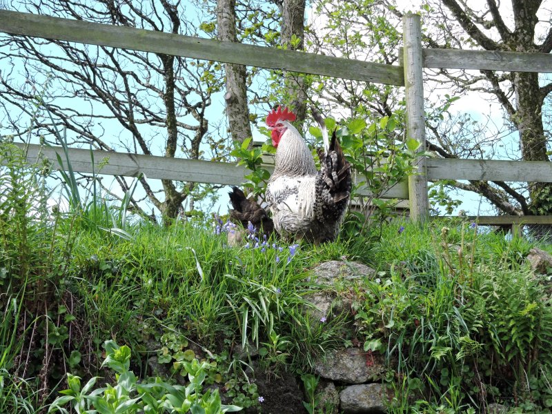 Higher Trewithen Holiday Cottages