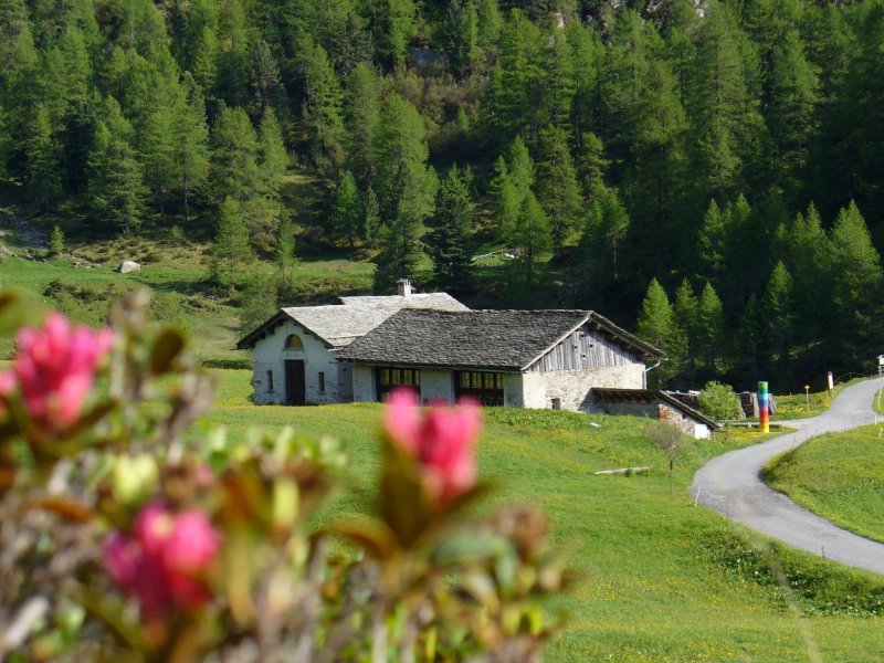 Salecina