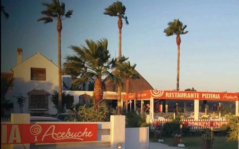 Acebuche