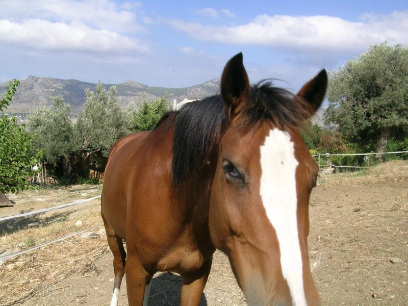 Il Tancre'