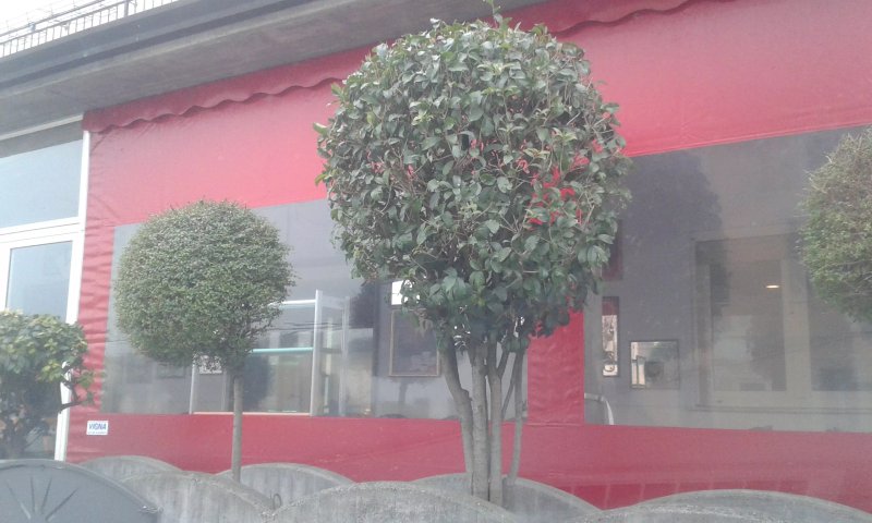Pizzeria Caffetteria 3.14