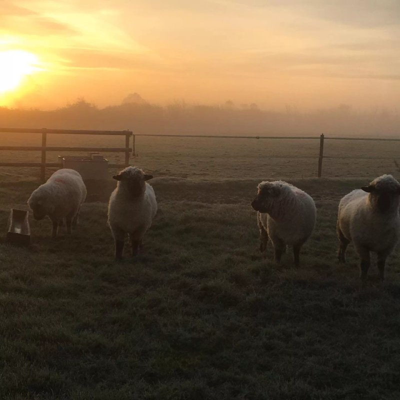 Great Ashley Farm B&b & Shepherds Huts