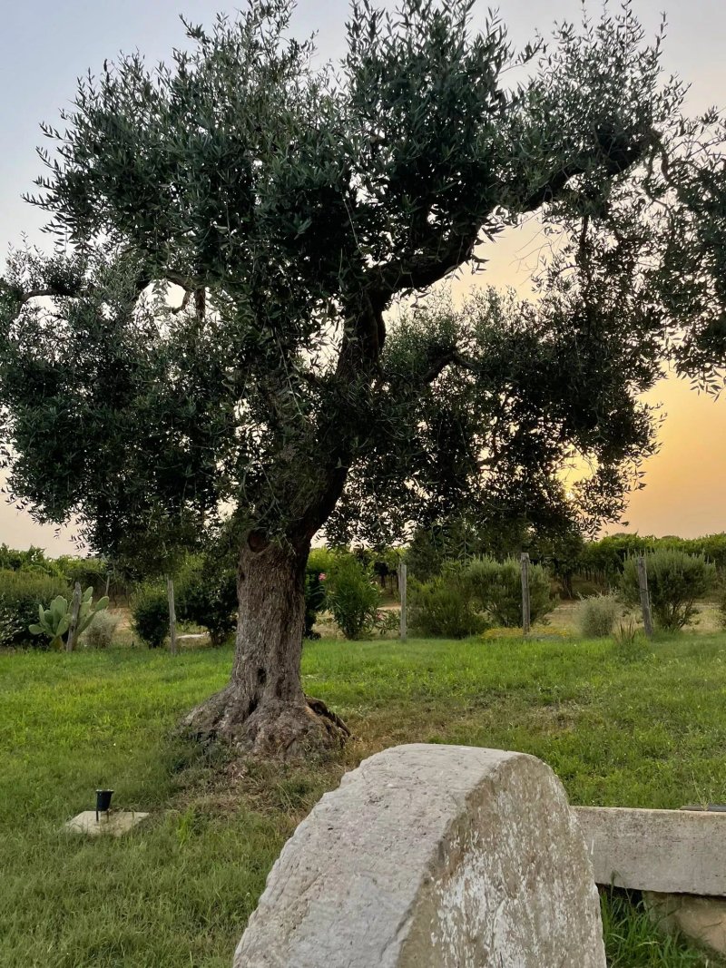 Agriturismo Masseria Giustiniani