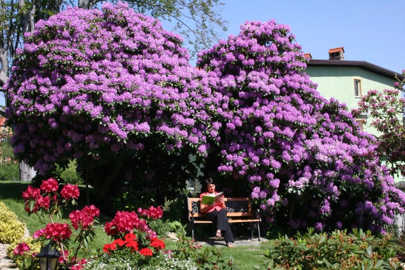 Park Hotel Kur & Spa