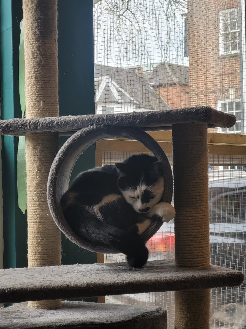 Charlie's Cat Cafe