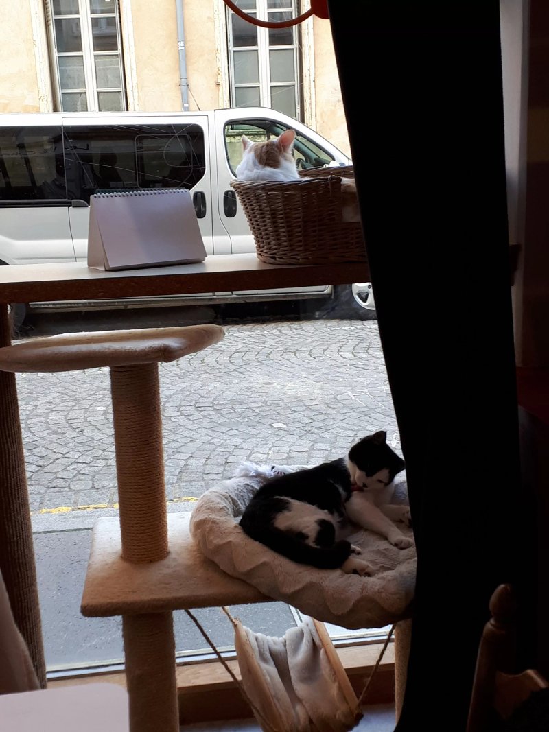 Le Chat Puccino