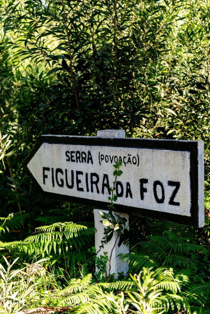 Tootopo - Figueira Adventures