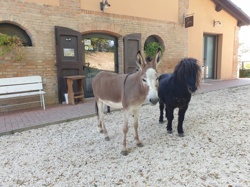 Agriturismo Guardastelle The Bed and Breakfast