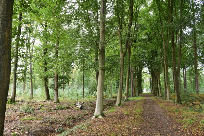 Gasthuisbossen