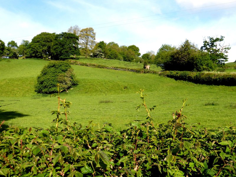 The Forest Country House B&B and Cottages