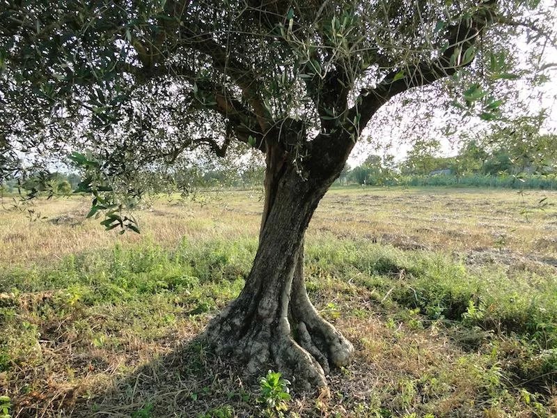 Papa Agriturismo