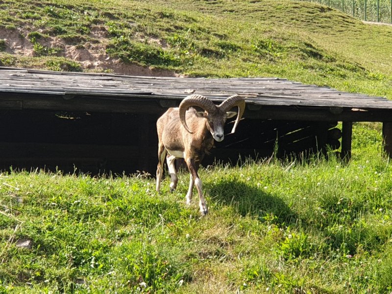Gospoda Harenda