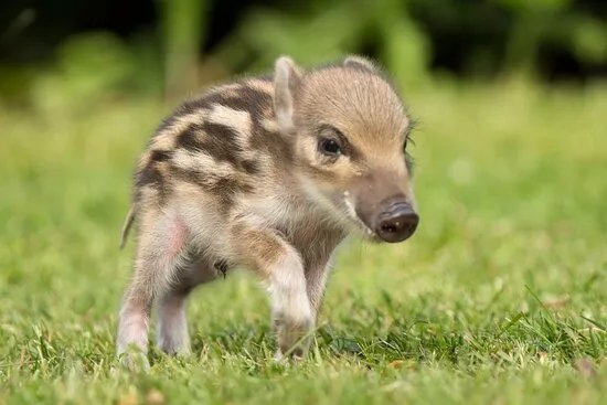 Wildpark Donsbach