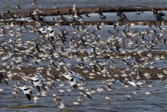 RSPB Havergate Island