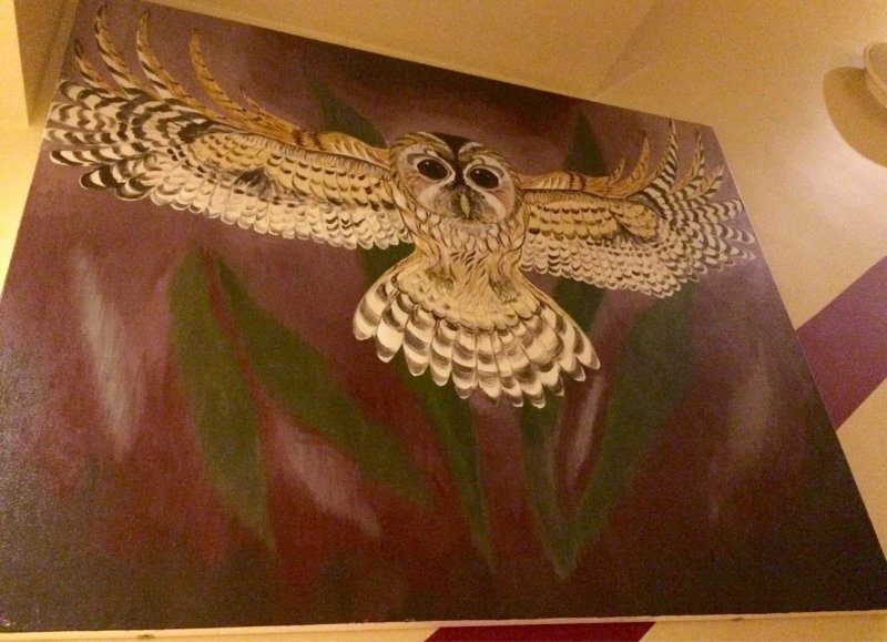 Tawny Owl