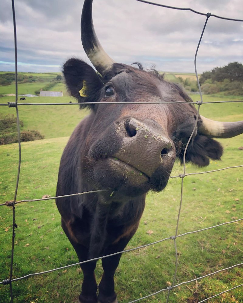 Lower Campscott Farm Holiday Cottages