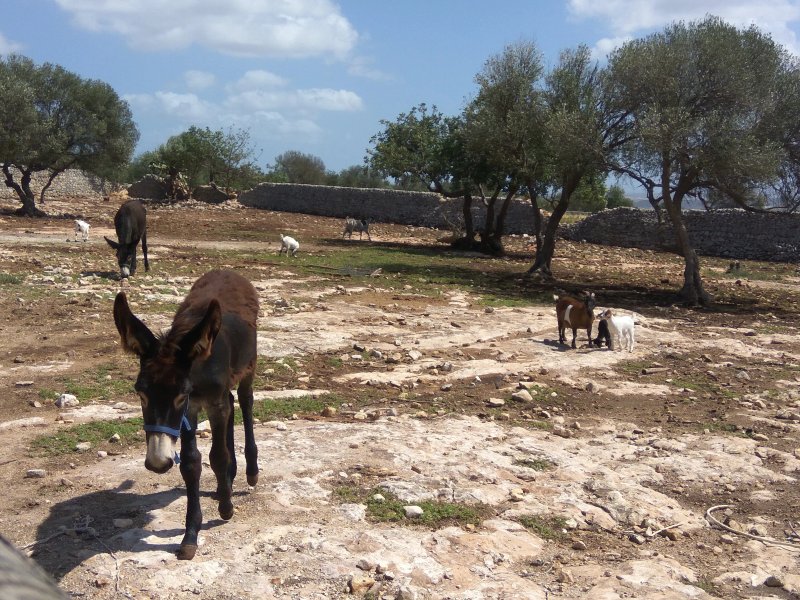 Masseria Villa Modica
