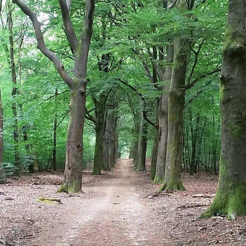 Slapen in het bos