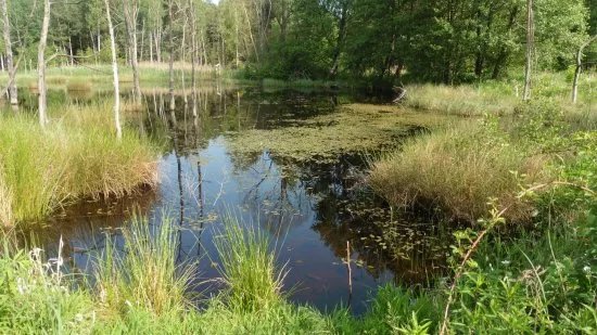 Naturschutzgebiet Konigsbrucker Heide