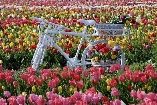 TuliPark