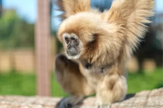 Monkey Haven Primate Rescue Centre