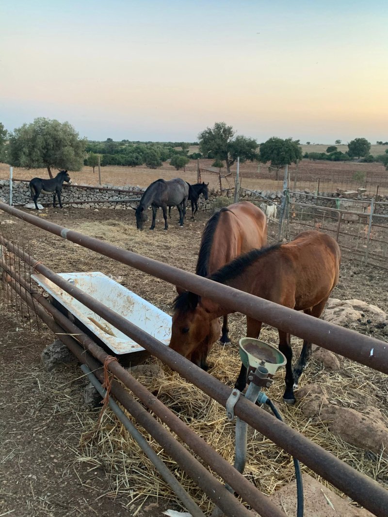 Ristorante dell`Agriturismo Citrignano