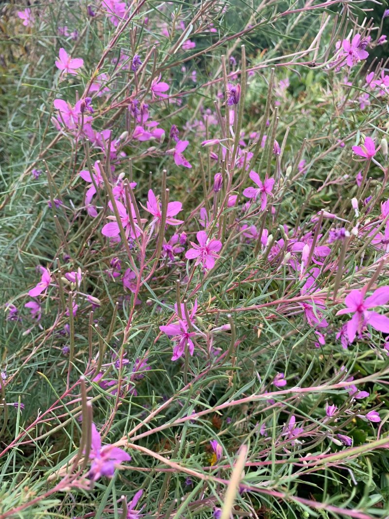 Giardino Botanico - Orto dei Semplici
