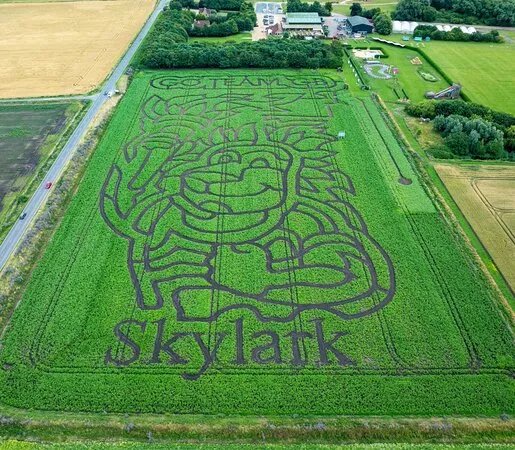 Skylark Maize Maze & Funyard