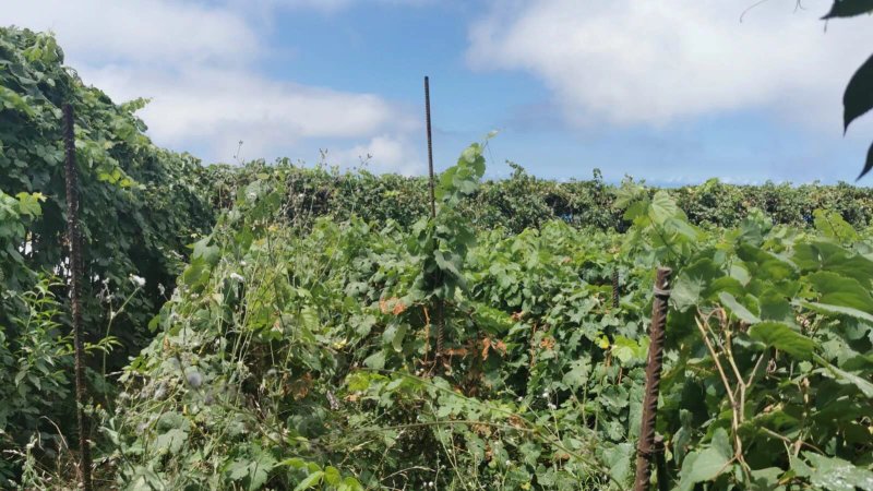 Guachinche La Finca