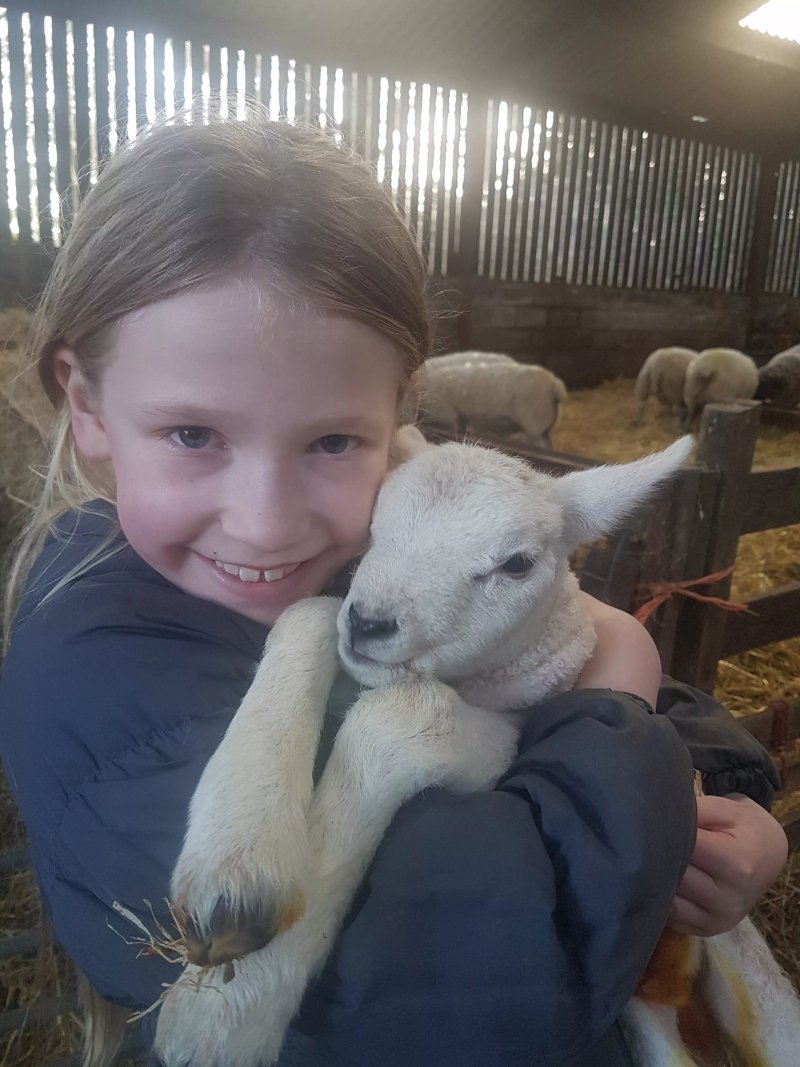 South Lakes Lamb Experiences