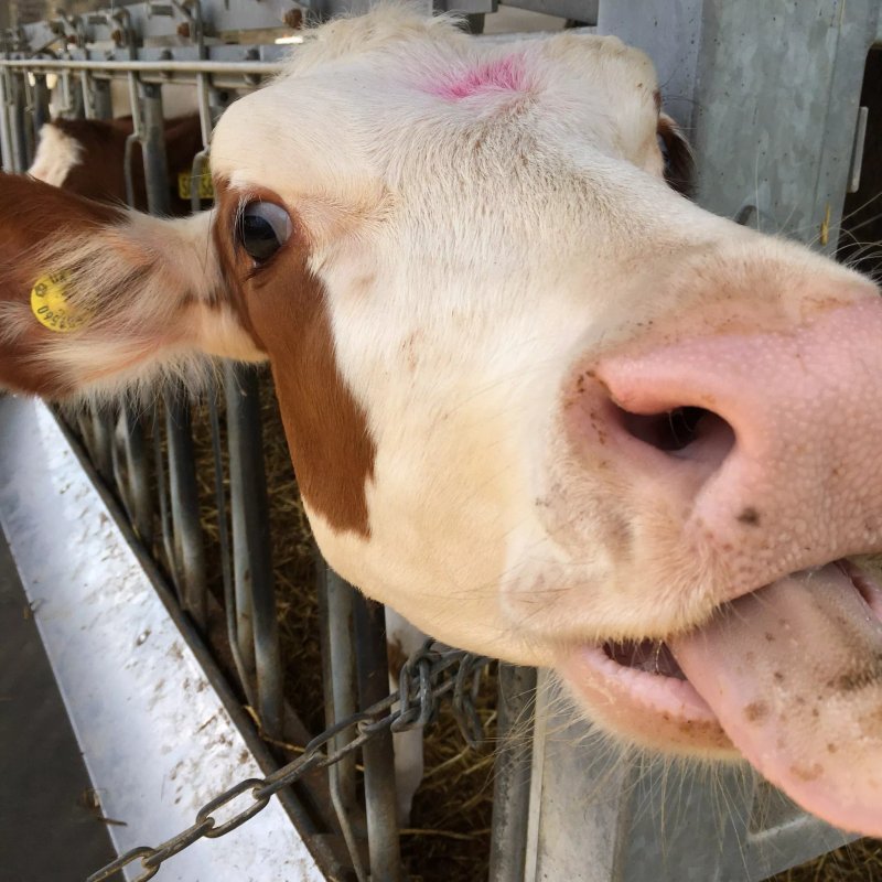Morwick Dairy Ice Cream