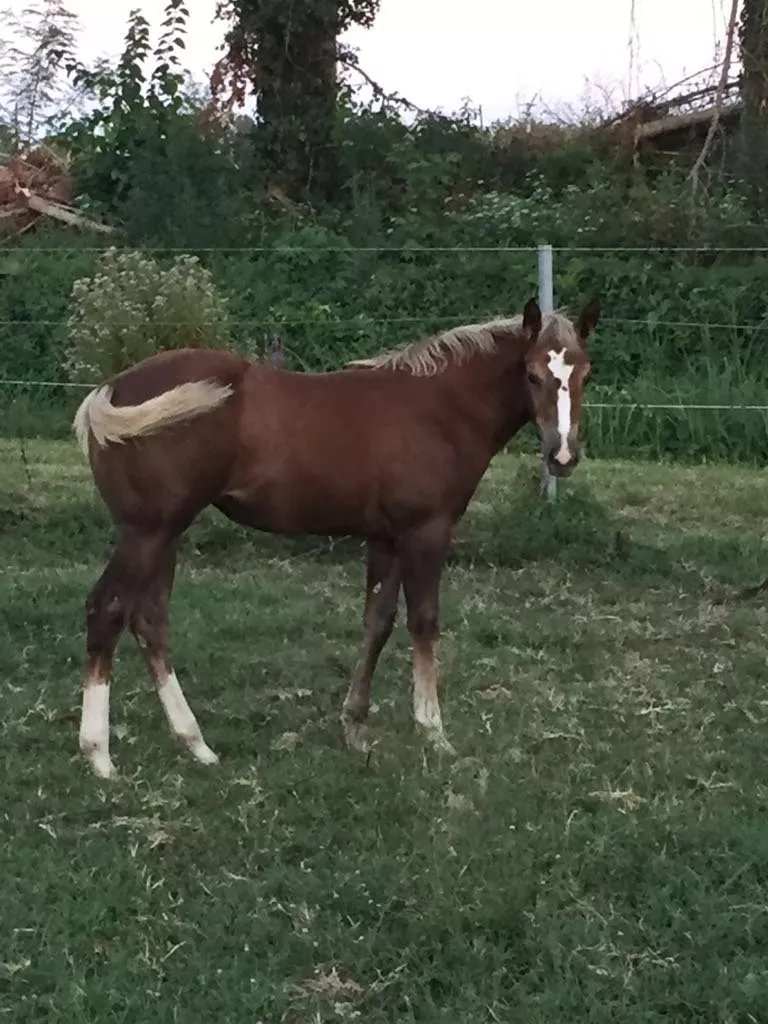 555 Ranch - Agriturismo Adriano Pedretti