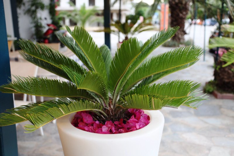 Hotel Alexandros
