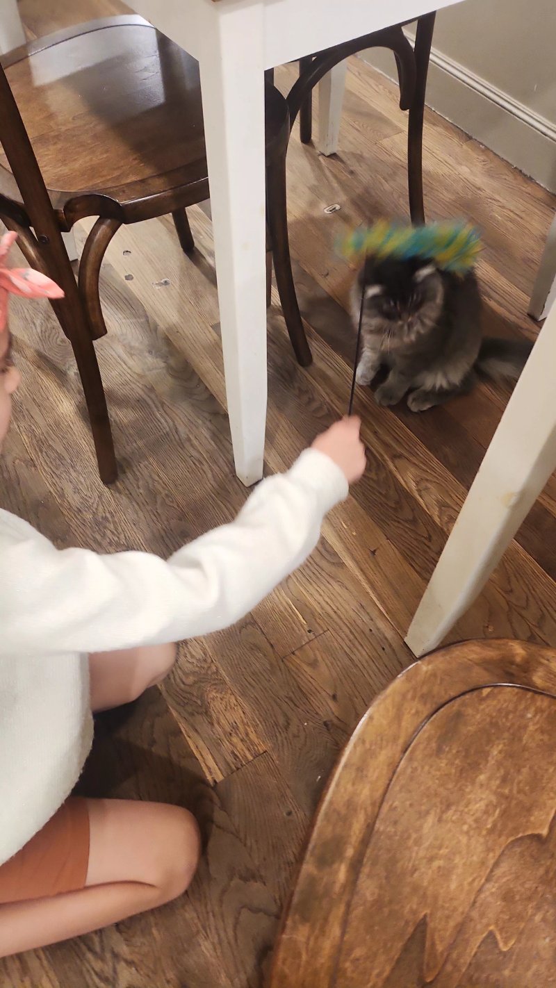Cat Cafe Liverpool