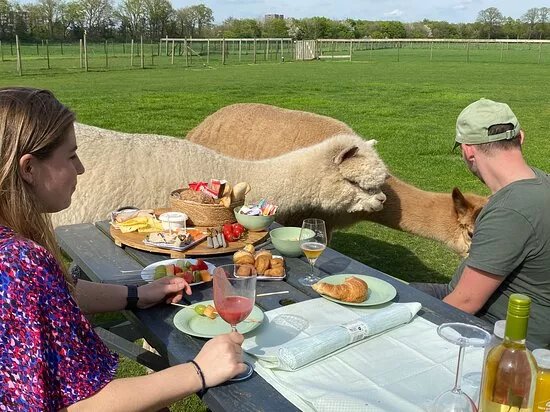 Elshof Alpaca's (malden)