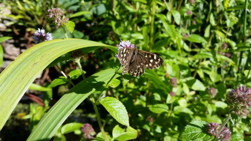 Netherlaw Bed and Breakfast