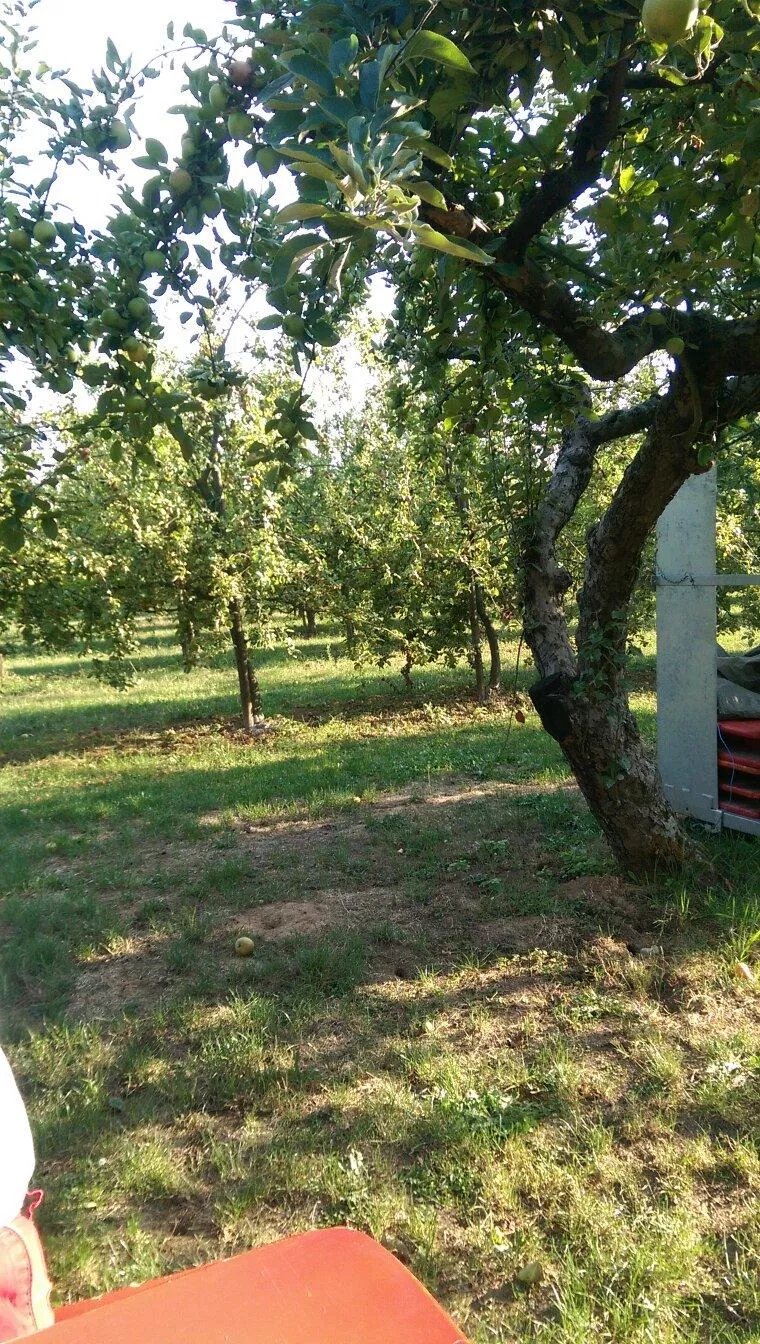 Obsthof am Steinberg