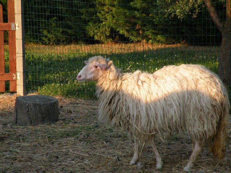 Agriturismo Papaveri e Papere