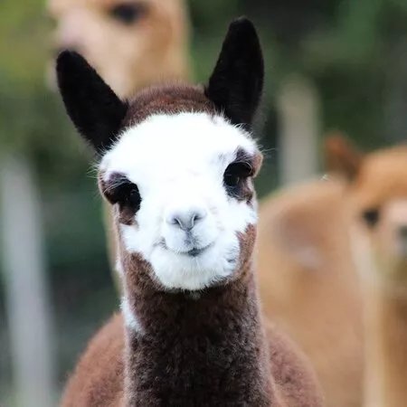 Capstone Farm Alpacas