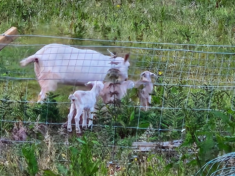 Abacorran Farm